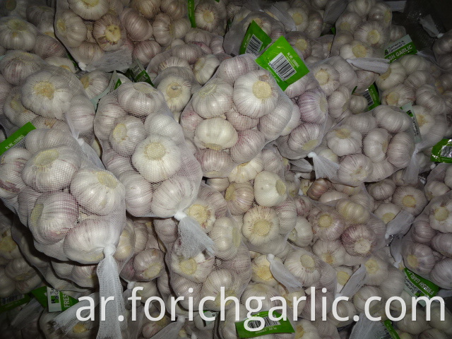 Regular Garlic Crop 2019